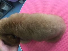 -瑞派宠物医院·24小时骨科·心脏·核磁(哈尔滨南岗店)