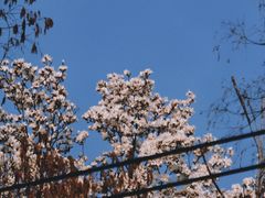 -淮河路步行街
