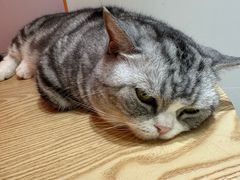 -三花喵·撸猫购宠·宠物生活馆(虹桥南丰城店)