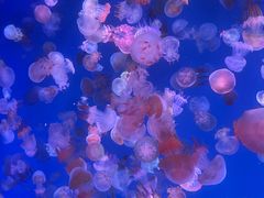 -海合安青岛极地海洋公园