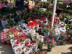 -中环花鸟鱼虫市场