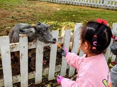 -前小桔亲子创意农场·草莓采摘·露营烧烤