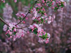 -海棠花溪(元大都城垣遗址公园)