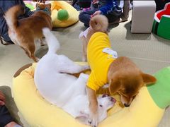-逗柴咖啡屋·狗咖猫咖宠物桌游
