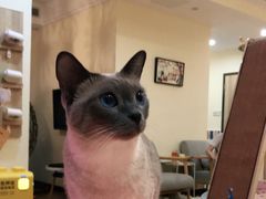 -滚猫咖啡·猫咖·猫友好撸猫(未来城店)