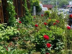 -慢丽江·云南野生菌土鸡锅(付家庄店)