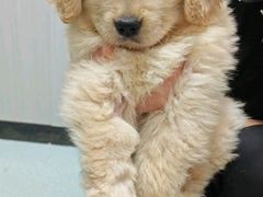 -东莞宠友24H宠物中心医院·转诊夜诊·异宠(新河北路院)