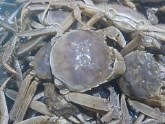 -聚盛源蒸汽海鲜火锅烤肉自助(巨川金海岸购物广场店)