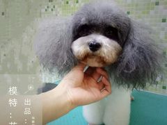 -瑞鹏宠物医院·骨科·猫科·内科(第一中心)