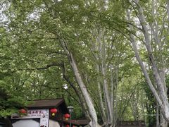 -灵谷景区