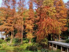 -深圳仙湖植物园