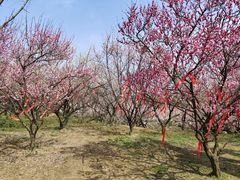 -苏州上方山国家森林公园