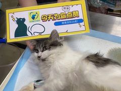 -宠物星动物医院·眼科·异宠·猫科(江南大道总院)