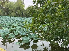 -长兴太湖图影湿地文化园
