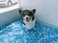 -BABYDOG宝贝狗宠物乐园(欧洲城店)