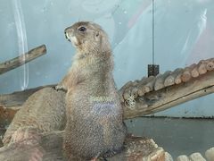 -大连森林动物园