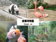 -成都动物园