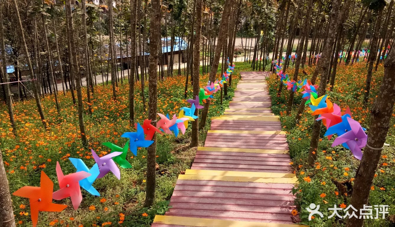 春日出游攻略3  云梯山的黄花铃木开啦