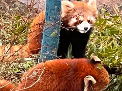 -都江堰中华大熊猫苑
