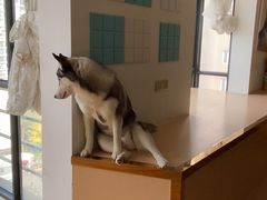 -Husky Go! 哈士奇体验馆·宠物咖啡厅狗咖