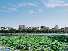 -莲花池公园