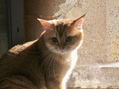 -喵的天空名猫咖啡馆·撸猫·猫舍·用品