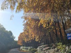 -上海海湾国家森林公园