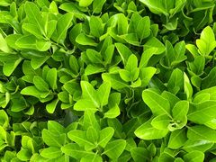 -蕃茄述·好汤自然来(江汉路店)