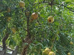 -不倒翁·徽天下名菜楼(马鞍山路店)