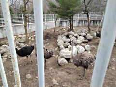 -青峰峡国家森林公园