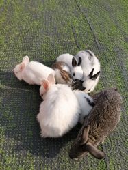 -萌宠亲子动物乐园(槐房万达店)