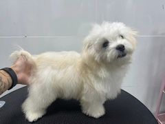 -帕帕拉兹宠物(亚洲旗舰店)