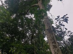 -西双版纳原始森林公园