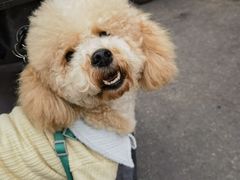 -汤姆宠物(长青北路店)