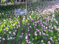 郁金香-长春公园(普阳街道)