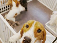 -有喵·猫咖·狗咖·40+猫狗有小奶狗(岗厦店)