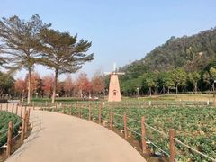 -顺峰山公园