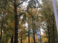 -重庆市江北嘴中央商务区中央公园