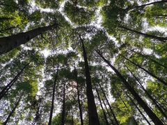 -山王坪喀斯特国家生态公园