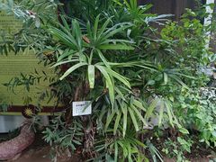 -呀路古热带植物园
