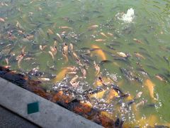 -水都餐厅