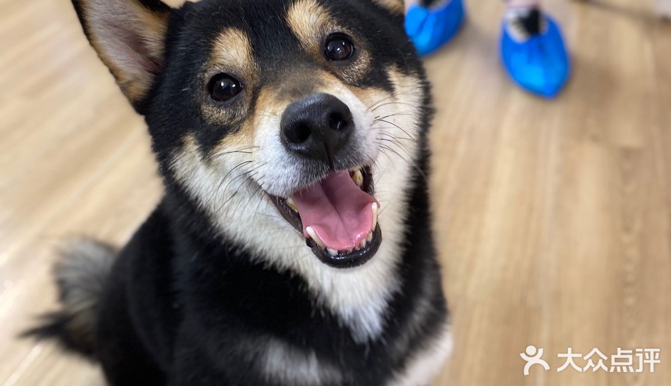 狗勾们的眼神可爱又真诚