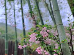 -树山生态村
