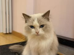 -猫咪派对(江南西店)