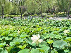 -莲花池公园