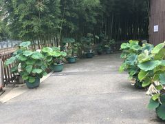 -陈家山荷花公园