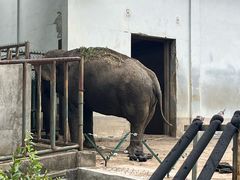 -合肥野生动物园