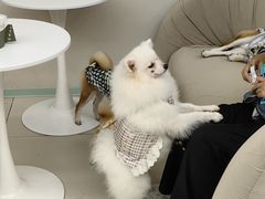 -怪兽屋·羊驼·猫咖·狗咖(俊华广场店)