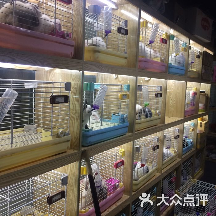 安哥鲁宠物貂专卖店-宠貂大卖场图片-北京宠物店-大众点评网