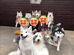 -TrueLove @ Neverland (Husky Cafe)